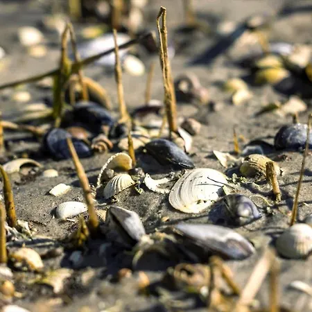 度假居 8987-orsted-strandskadevej-45 *